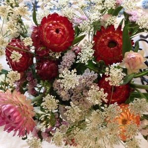 Meet your Posher, Annelise